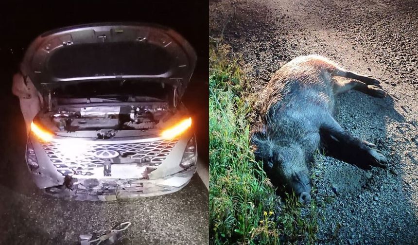 Van’da otomobil domuza çarptı!