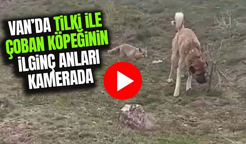 Van’da tilki ile çoban köpeğinin kapışması kamerada