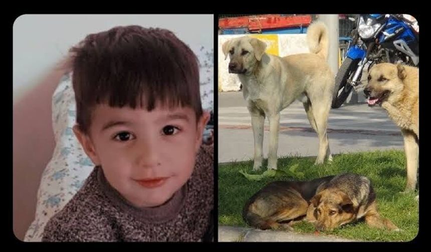 Van Saray Belediye Başkanı Acar'a köpek saldırısı soruşturması