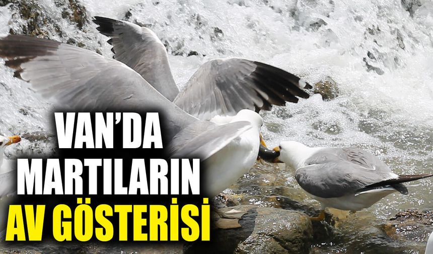 Martıların Van Balığı mesaisi Balık Bendinde görsel şölene dönüştü