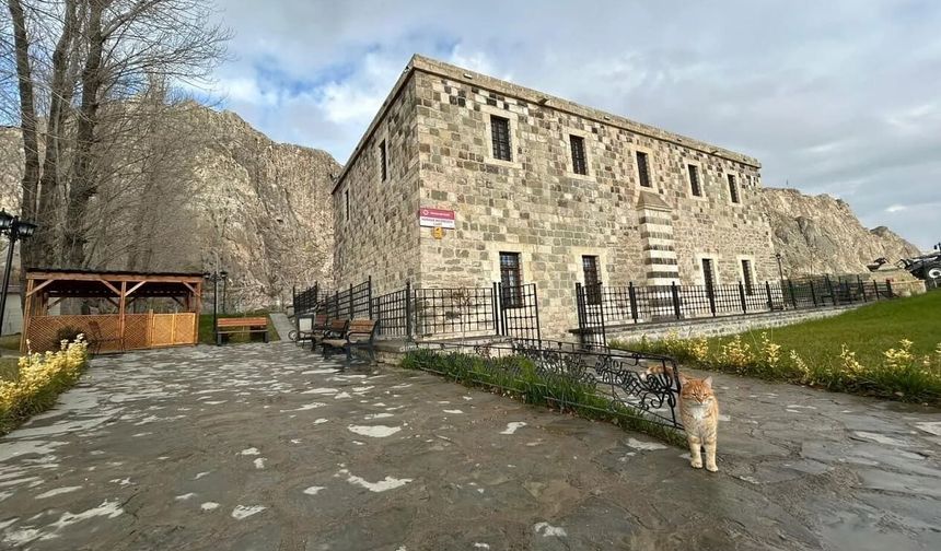 Van’da bir kedi tarihi caminin minberinde doğum yaptı!