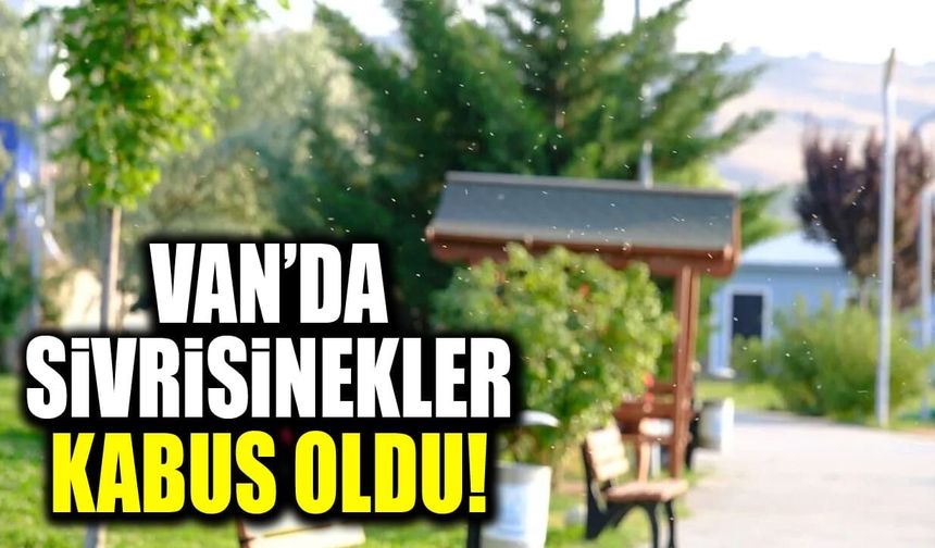 Van’da sivrisinekler kabus oldu!