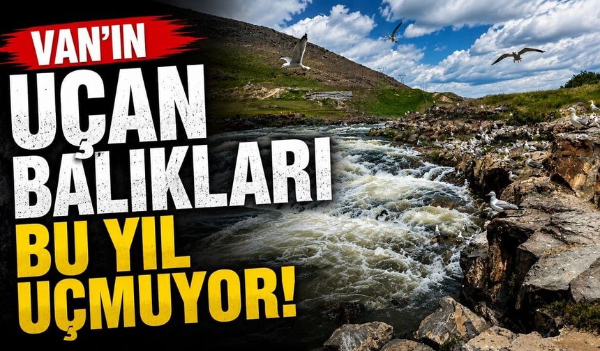 Van’ın uçan balıkları bu yıl uçmuyor!