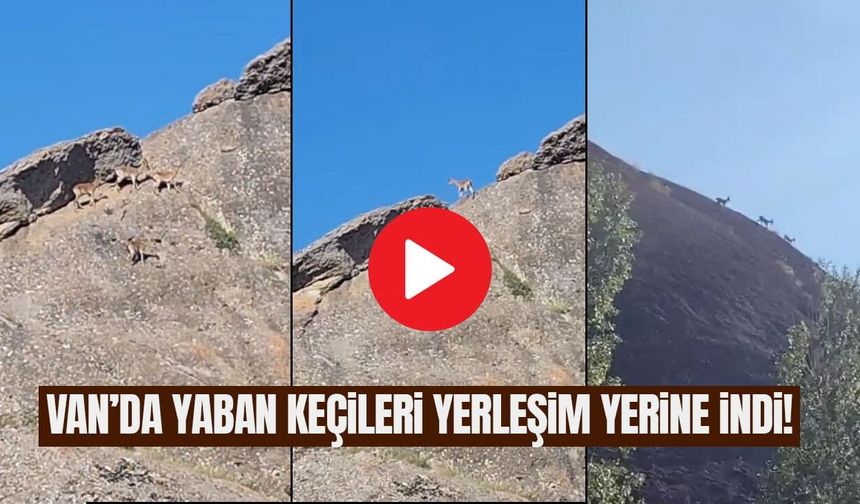 Van’da yaban keçileri yerleşim yerine indi!