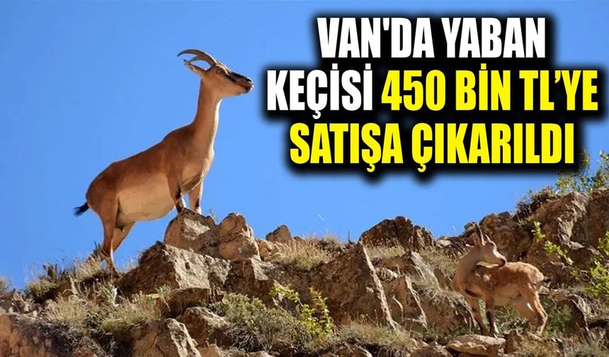 Van'da yaban keçisi 450 bin TL’ye satışa çıkarıldı