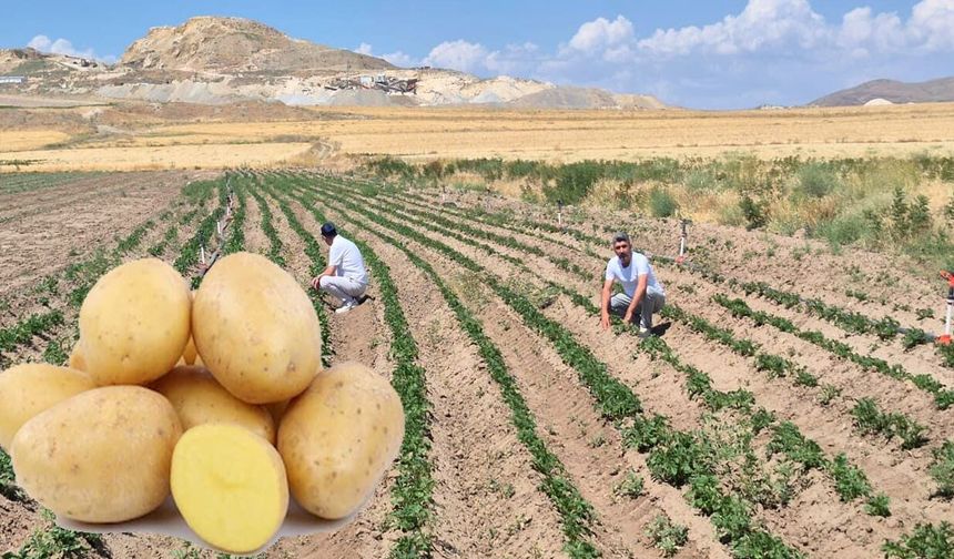 Van’da yerli patates dönemi başladı
