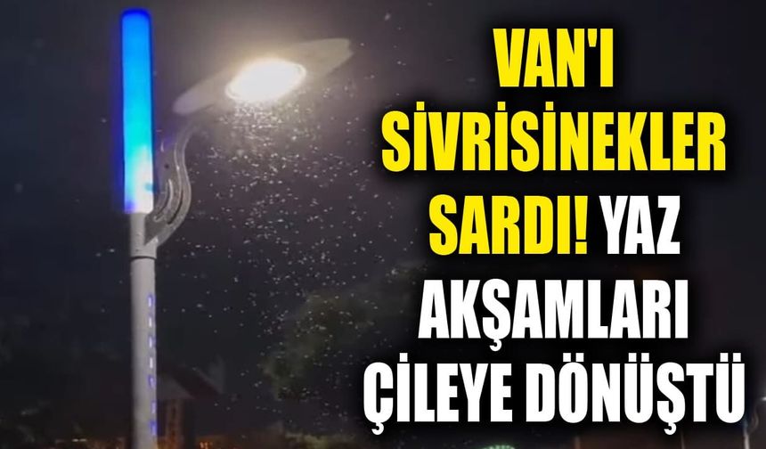 Van'ı sivrisinekler sardı! Yaz akşamları çileye dönüştü