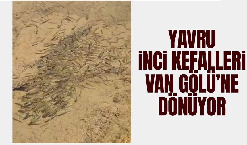 Yavru inci kefalleri Van Gölü’ne dönüyor
