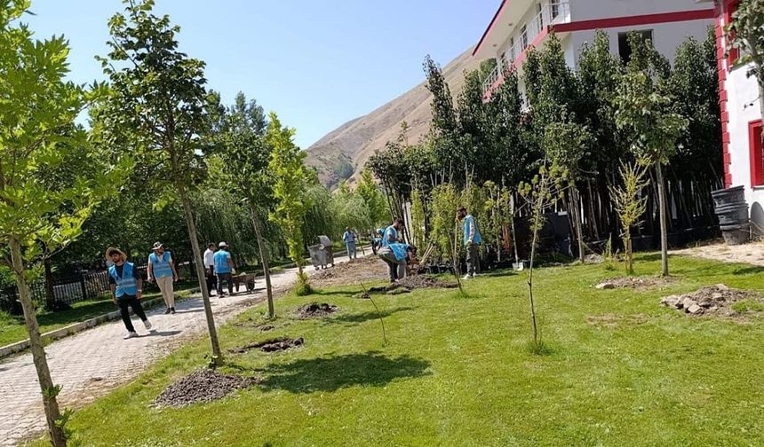 Bahçesaray’da ıhlamur ağaçları toprakla buluşuyor