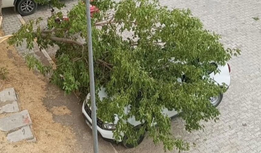 Van’da şiddetli rüzgar hayatı olumsuz etkiledi: Ağaçlar devrildi, çatılar uçtu