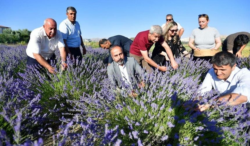 Van YYÜ Tıbbi ve Aromatik Bitkiler Bahçesi’nde hasat bayramı