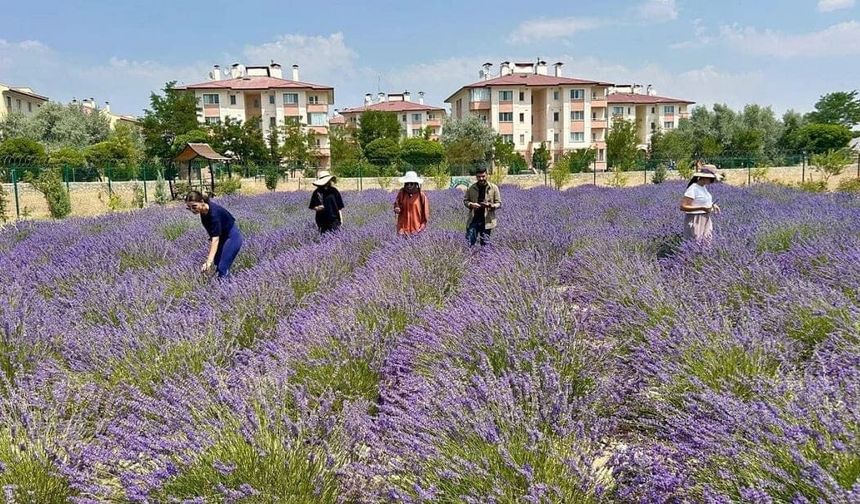 Van YYÜ’de tıbbi ve aromatik bitkilerin hasadı başlıyor
