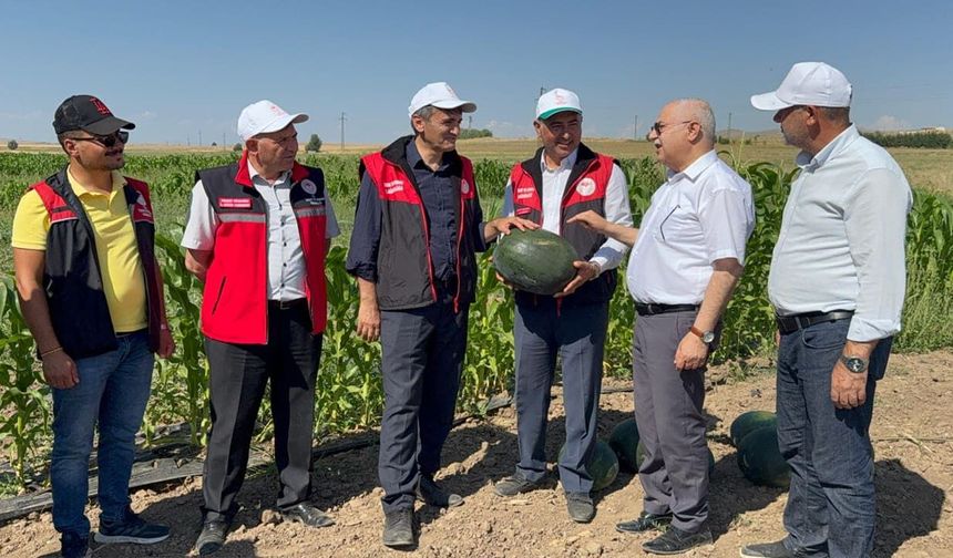 Van’da sarı karpuz hasadı gerçekleştirildi