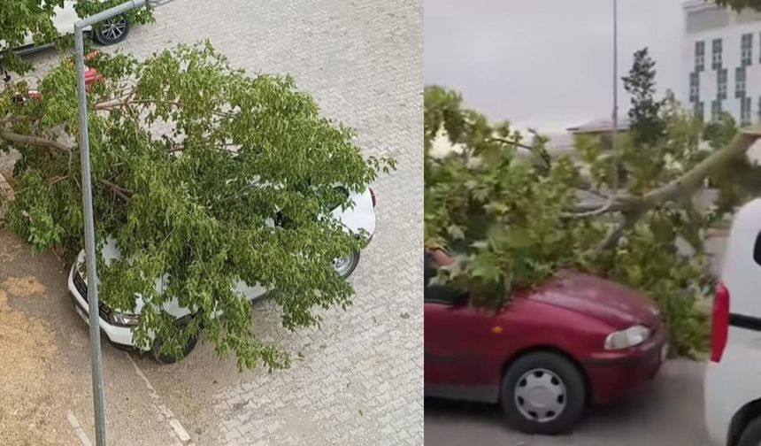 Van’da şiddetli fırtına çatıları uçurdu, ağaçları devirdi!
