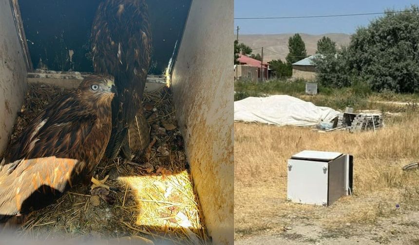 Van’da yırtıcı kuş besleyen şahsa 400 bin TL para cezası!