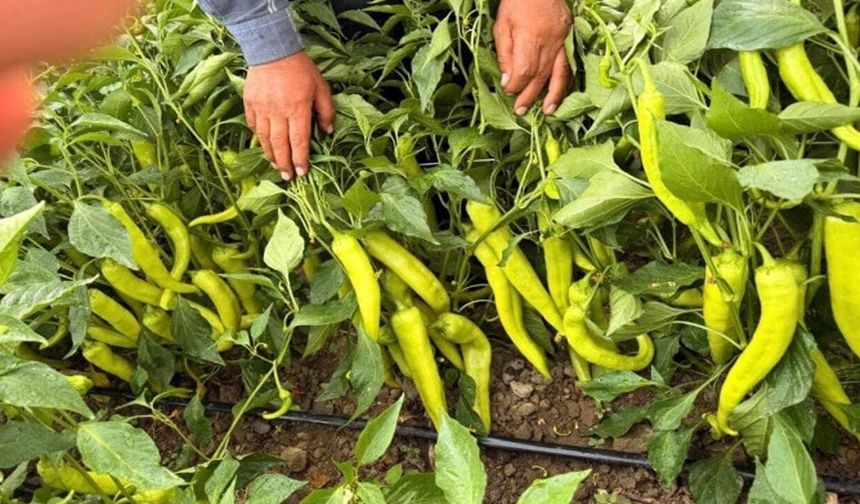 Erciş biberi tezgâhlara indi, fiyatlar geriledi