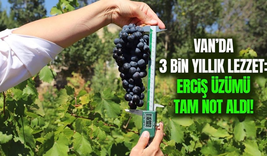 Van’da 3 bin yıllık lezzet: Erciş üzümü tam not aldı!