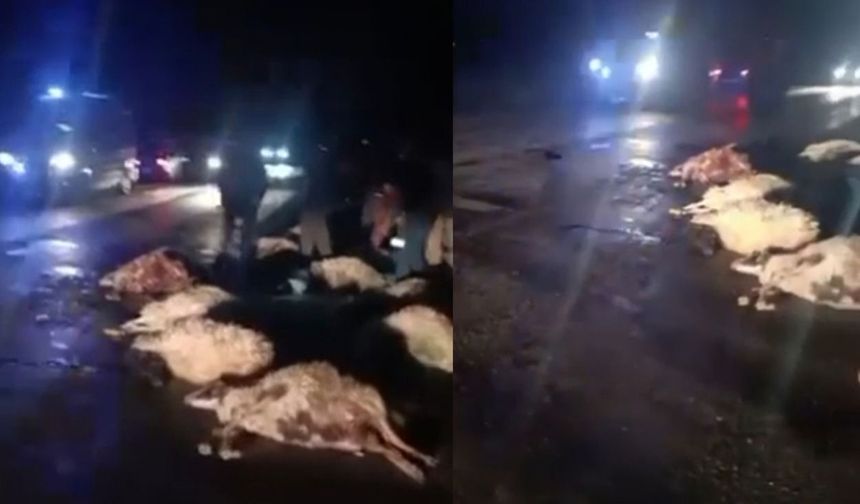 Van'da askeri araç koyun sürüsüne çarptı!