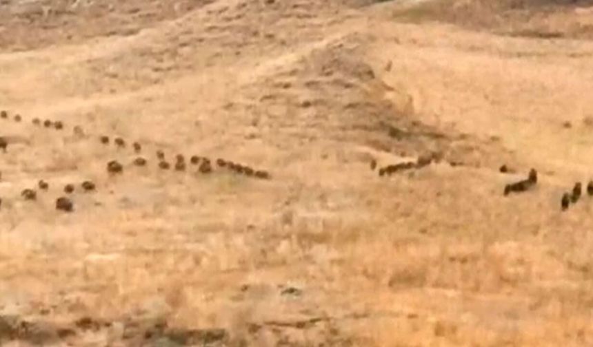 Van’da domuz sürüsü yerleşim alanına kadar indi