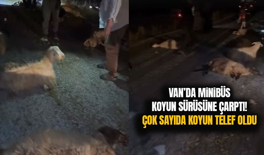 Van’da minibüs koyun sürüsüne çarptı! Çok sayıda koyun telef oldu