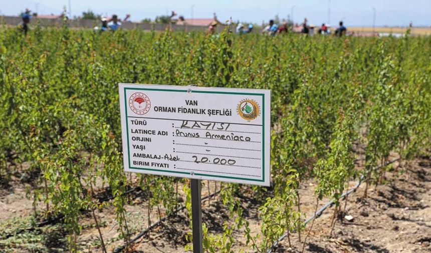 Vanlı çiftçilere fidan desteği: 5 çeşit meyve fidanı 10 TL