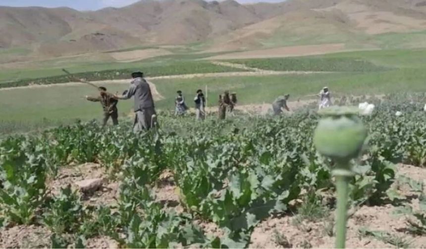 Afganistan'da 3 bin dönümden fazla haşhaş ekili alan yok edildi