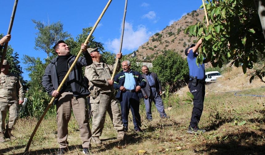 Çatak’ta ceviz hasadı başladı