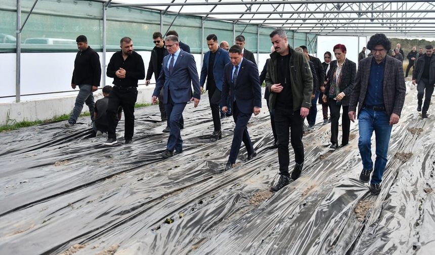 Van’da 200 çilek serası kurulacak