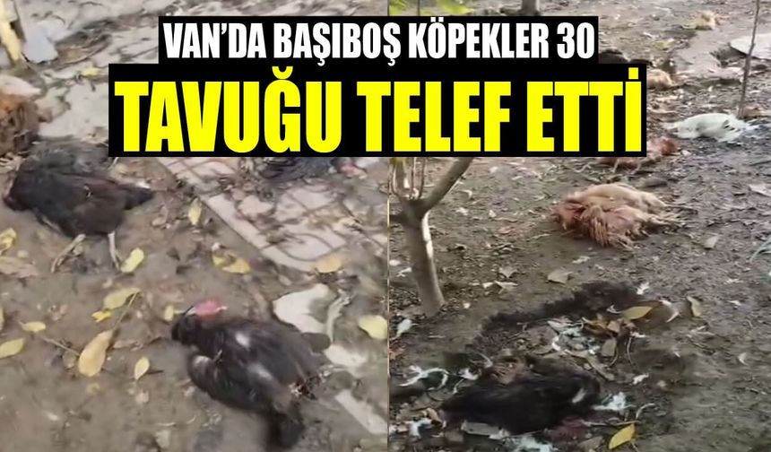 Van’da başıboş köpekler 30 tavuğu telef etti