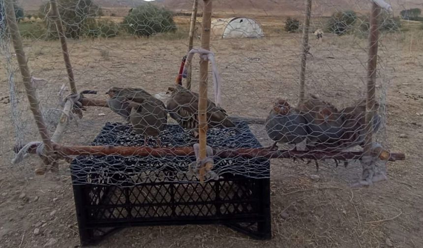 Van’da yasadışı kafes avcılığına geçit verilmedi