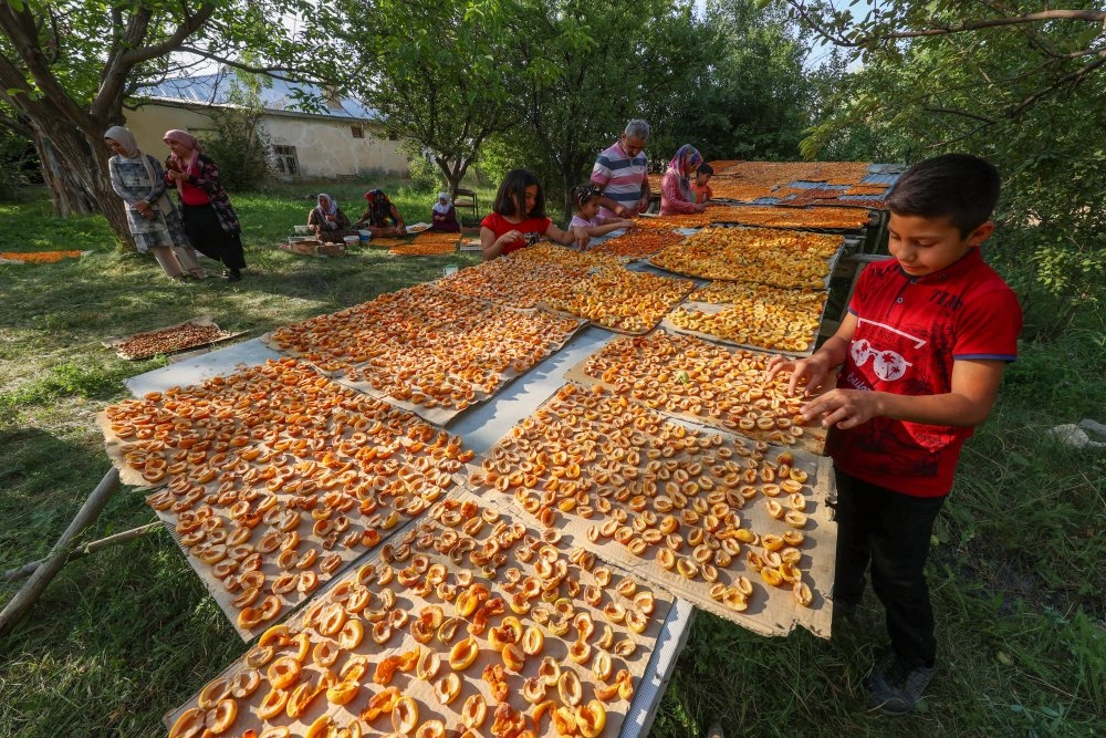 AA-20220803-28559578-28559558-VANDA_KADINLAR_KISLIK_IHTIYACLARI_ICIN_KAYISI_KURUTUYOR