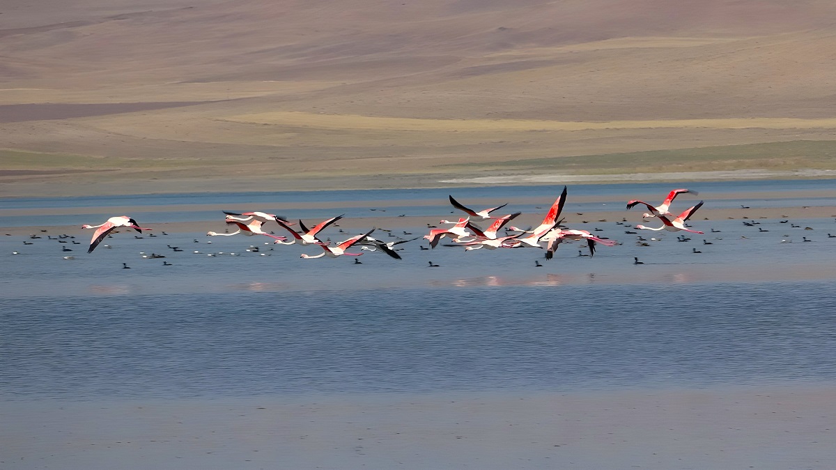 erçek gölü flamingo (2)