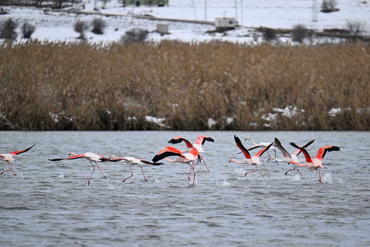 Van Gölü kıyılarında ötücü kuğular ile flamingoların renkli yaşamı