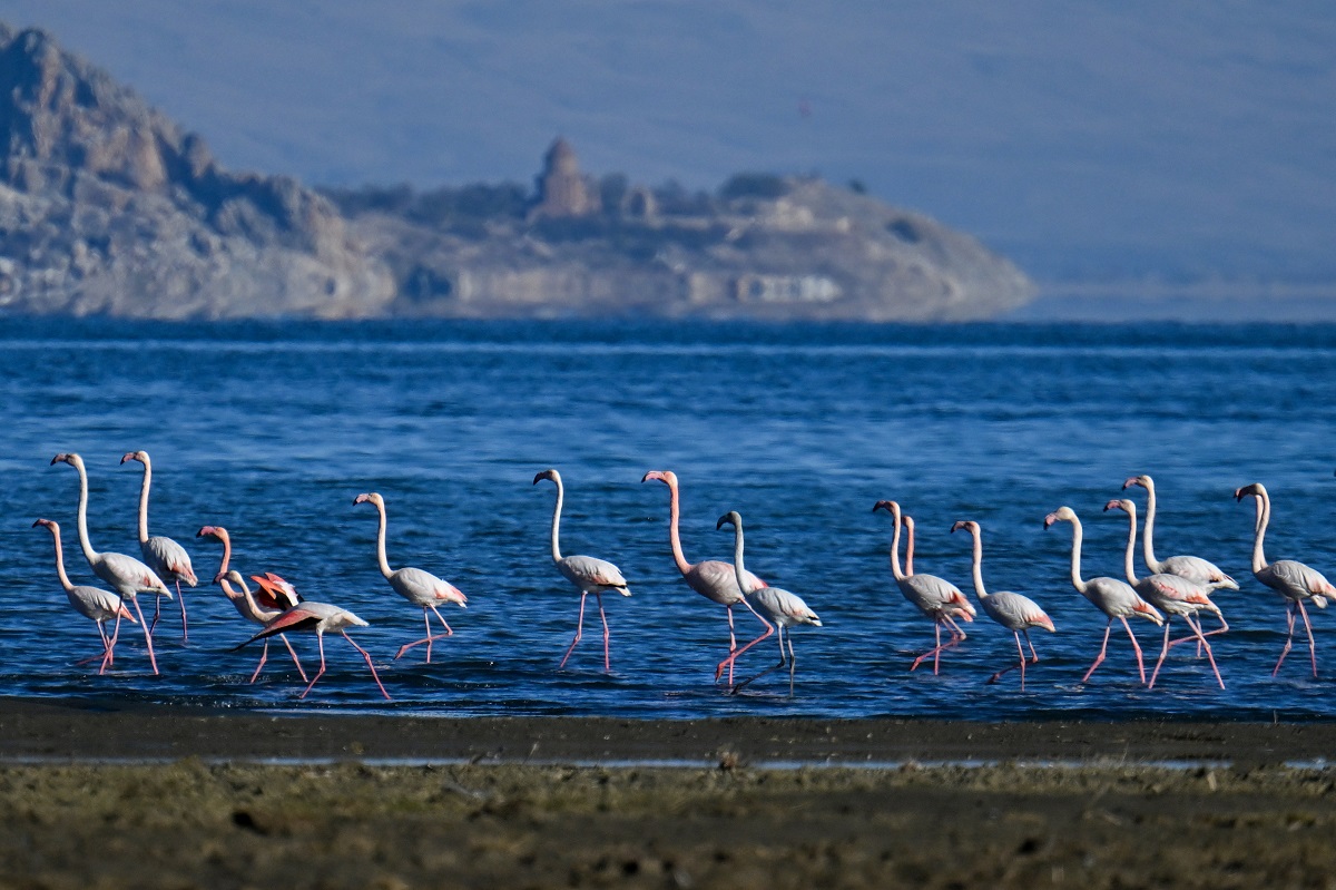 van gölü flamingo (6)