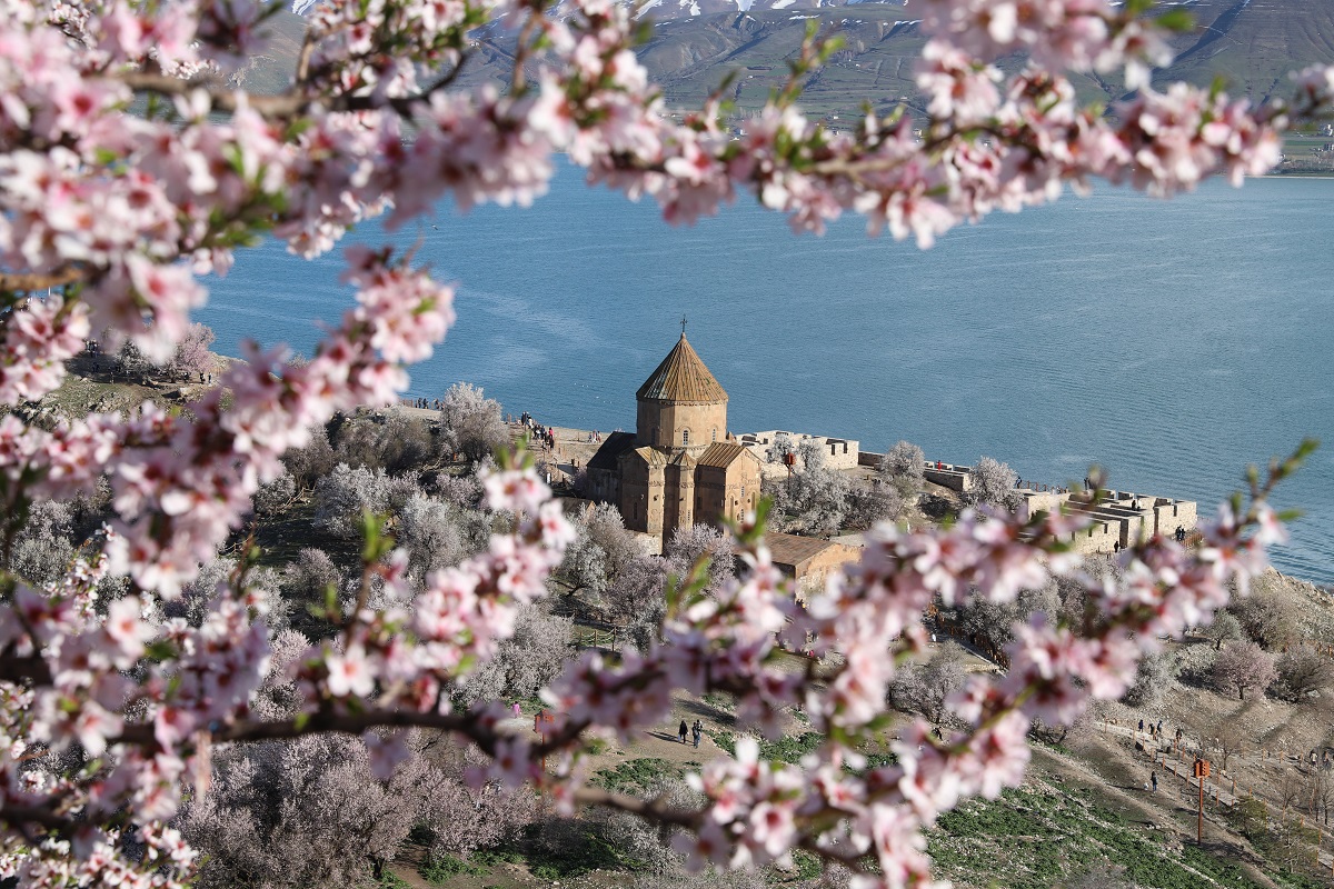 Akdamar Adası Çiçek Açtı (1)