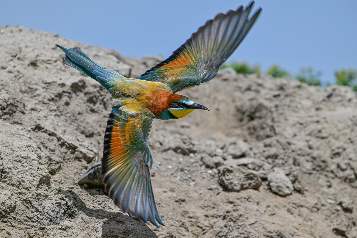 Van Gölü Arı Kuşu (4)