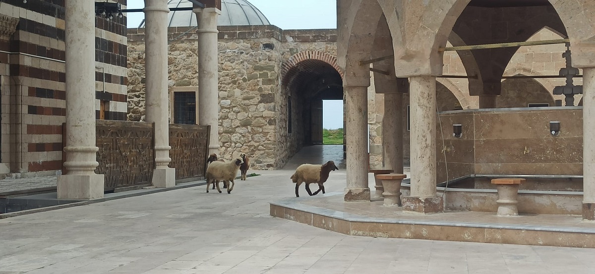 Van Hüsrevpaşa Camii Koyun Otlatma (4)