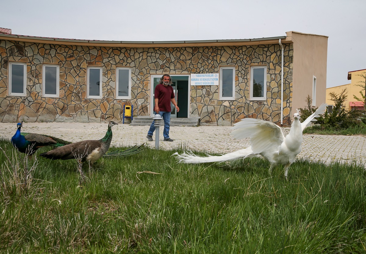 Van Tavus Kuşları (3)