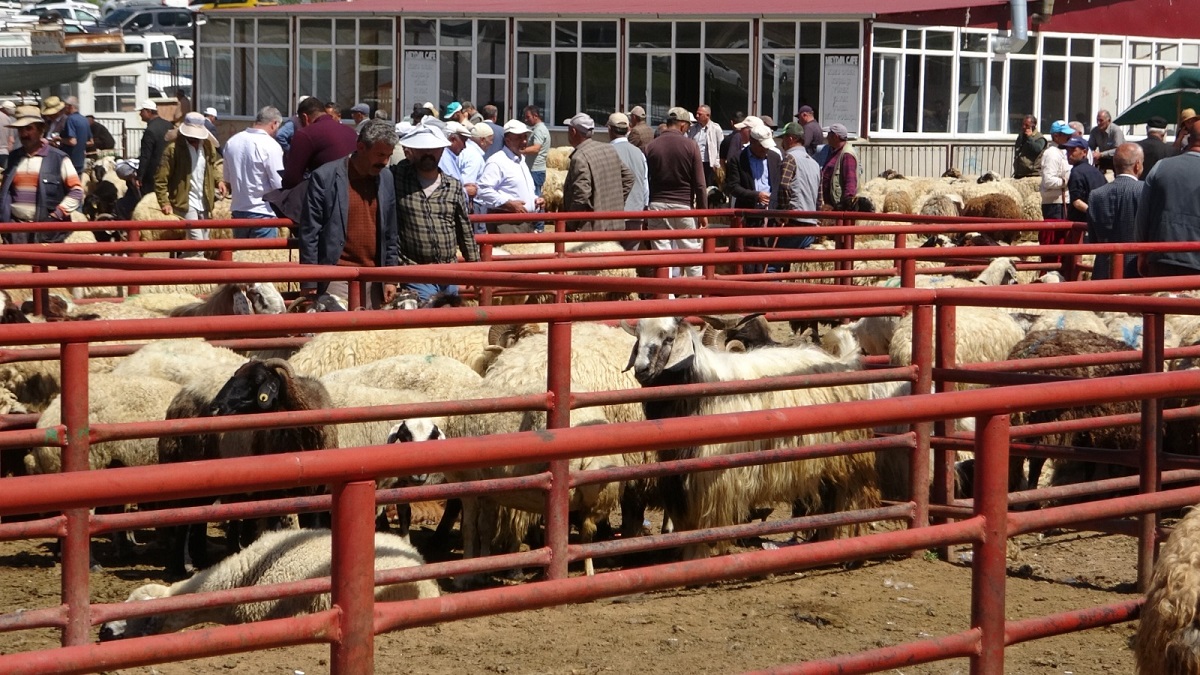 Van Kurbanlık Fiyatları Ne Akdar (11)