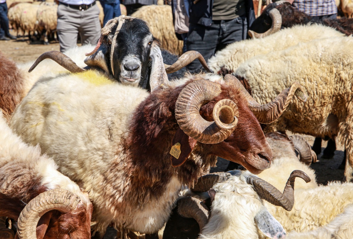 Van Kurbanlık Fiyatları Ne Akdar (6)