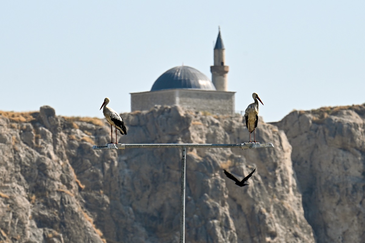 Süleyman Han Camii Ve Leylekler (2)