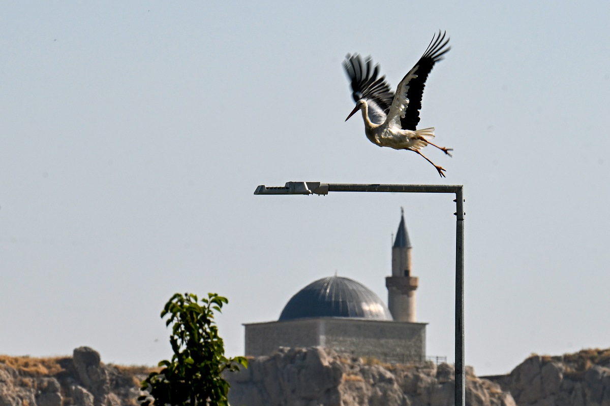 Süleyman Han Camii Ve Leylekler (4)