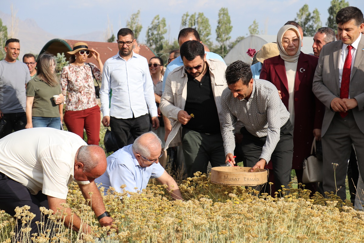 Van Yyü Tıbbi Aromatik Bitkiler (2)