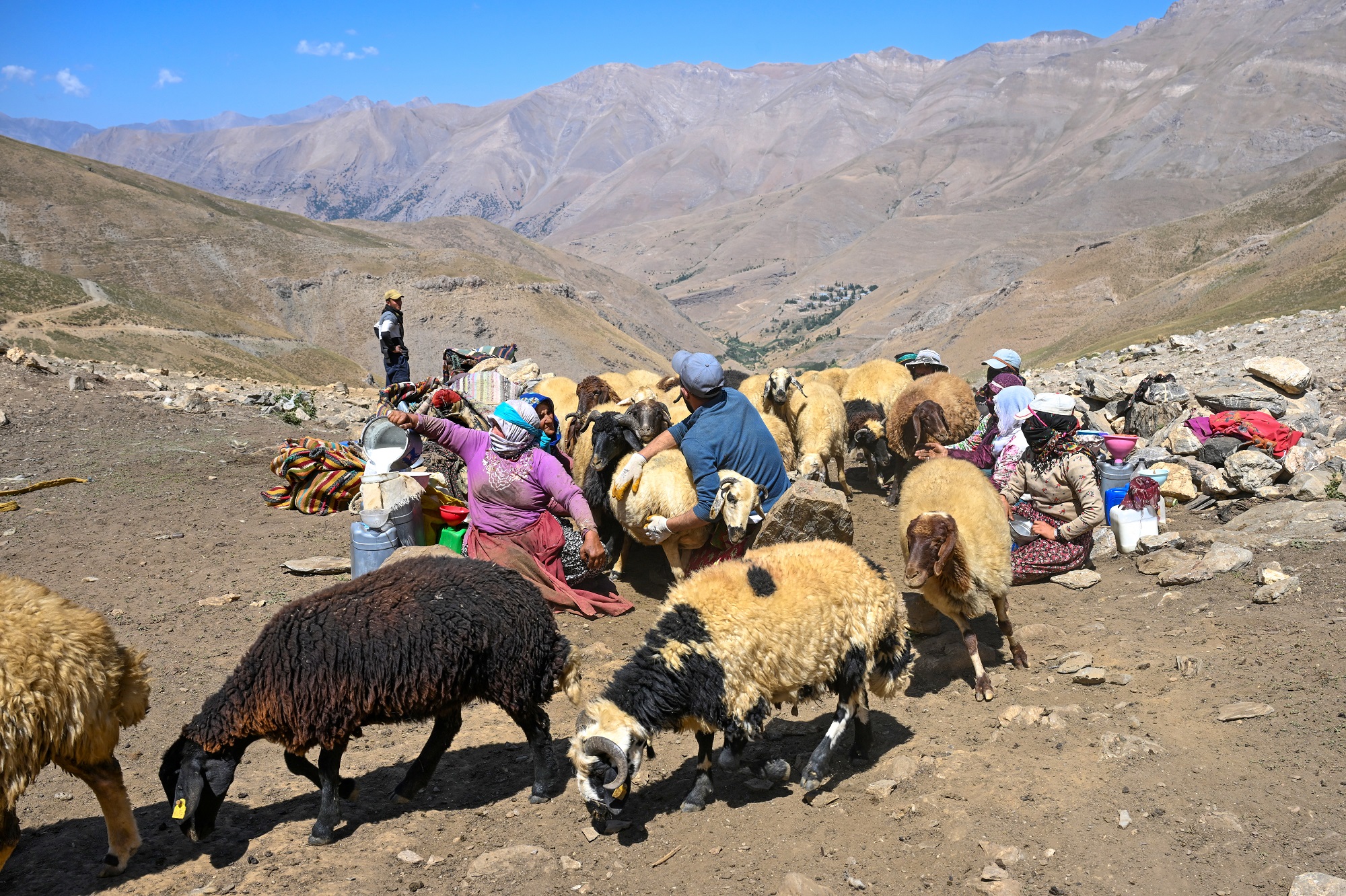 Van Berivanlar Van Yayla Çobanlar (13)