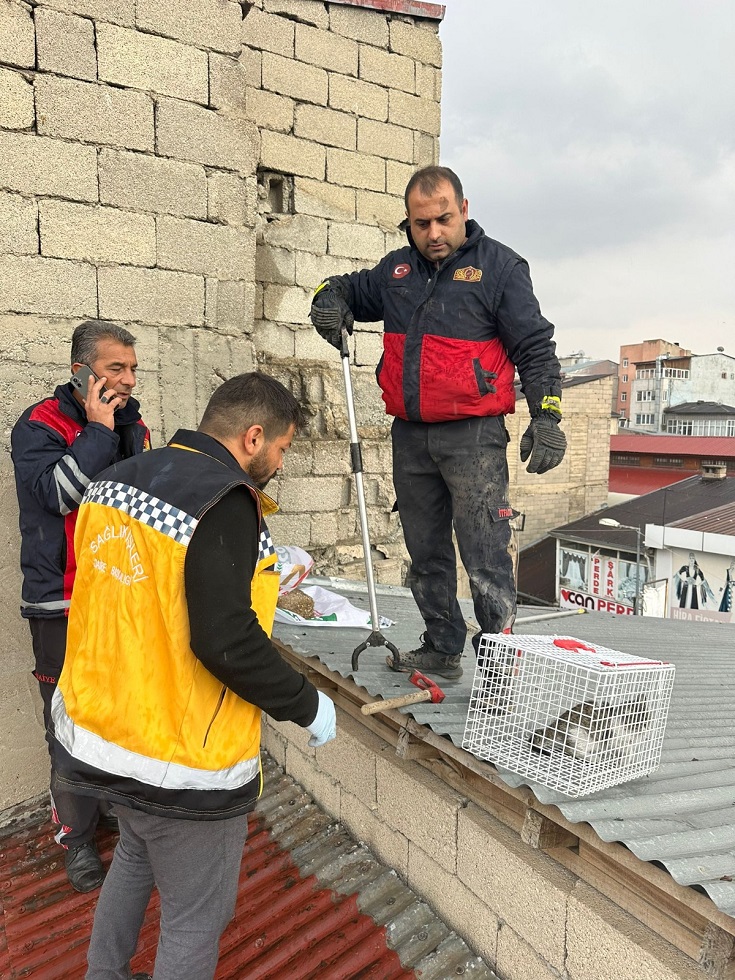 Van Yavru Kediler Kurtarıldı (2)