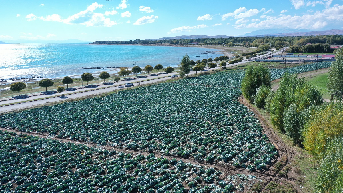 Erciş Lahanası (4)