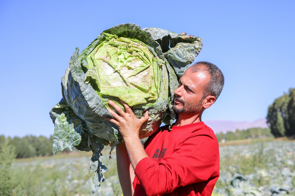 Erciş Lahanası (6)