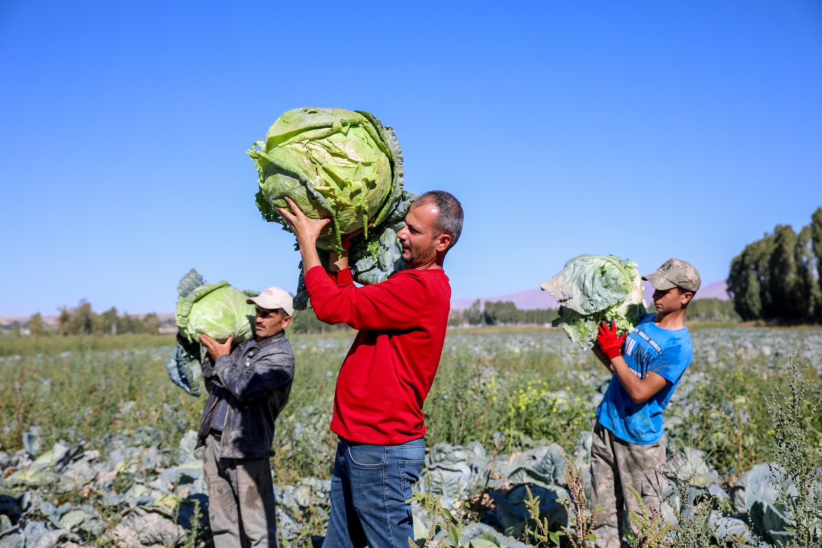 Erciş Lahanası