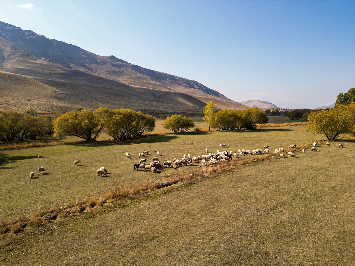 Gürpınar Ovası (1)