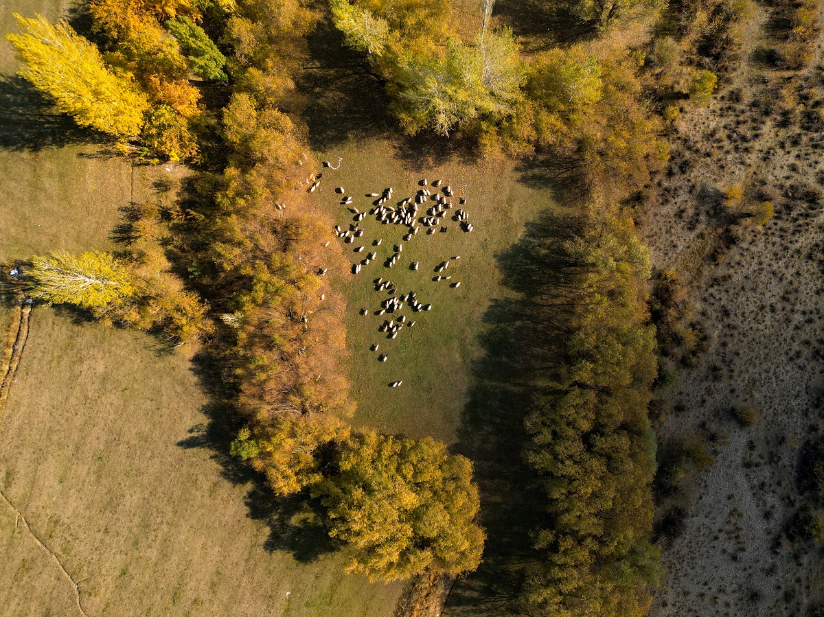 Gürpınar Ovası (2)